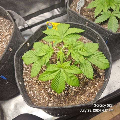 Loonatixz Testers  Cherry Kola growlog timeline photo