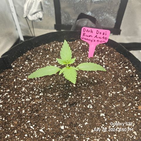 Seed The Change #2 growlog timeline photo