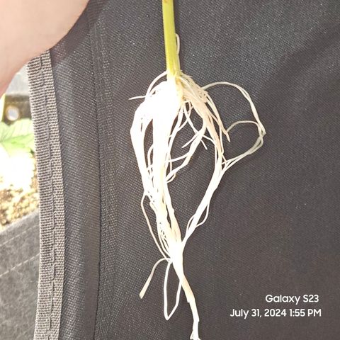Logi Bloom Monkey Punch growlog timeline photo