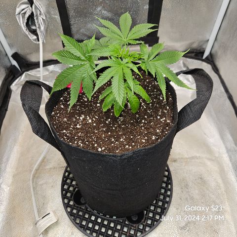 Logi Bloom Monkey Punch growlog timeline photo