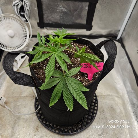 Logi Bloom Monkey Punch growlog timeline photo