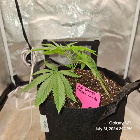 Logi Bloom Monkey Punch growlog timeline photo