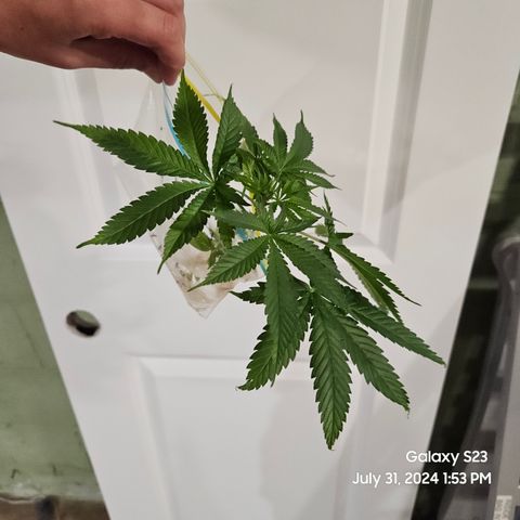 Logi Bloom Monkey Punch growlog timeline photo