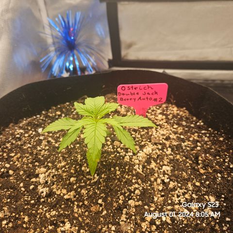 Double Berry Jack Autos x2 growlog timeline photo