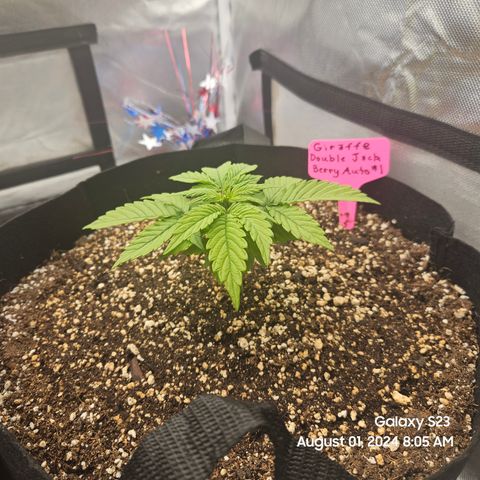 Double Berry Jack Autos x2 growlog timeline photo
