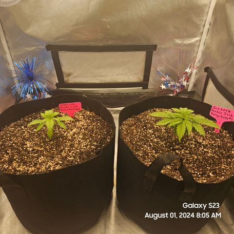 Double Berry Jack Autos x2 growlog timeline photo