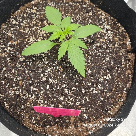 Seed The Change #2 growlog timeline photo