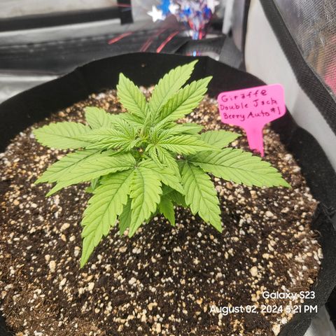 Double Berry Jack Autos x2 growlog timeline photo