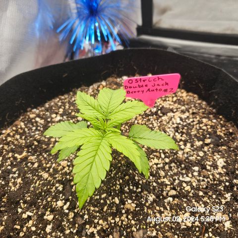 Double Berry Jack Autos x2 growlog timeline photo