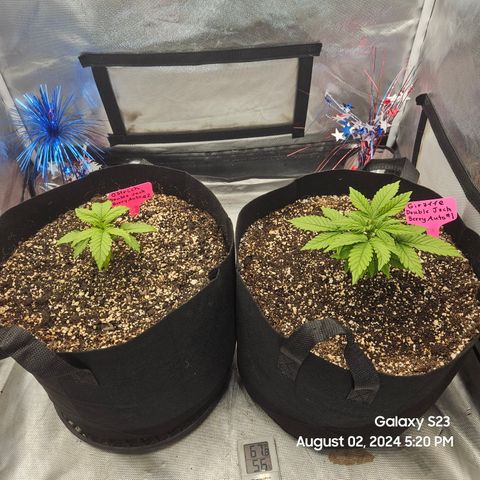 Double Berry Jack Autos x2 growlog timeline photo