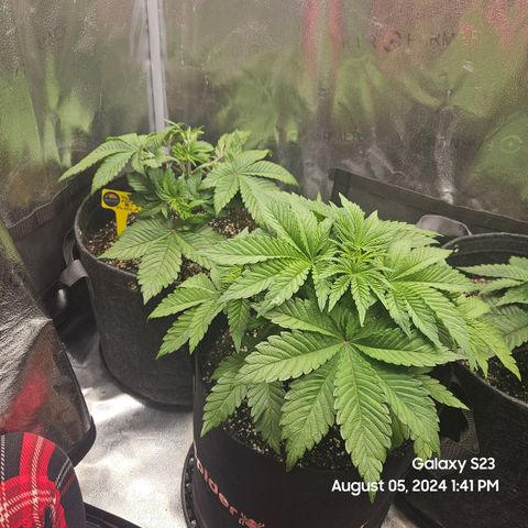 Loonatixz Testers  Cherry Kola growlog timeline photo