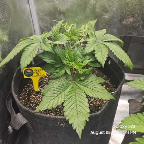 Loonatixz Testers  Cherry Kola growlog timeline photo