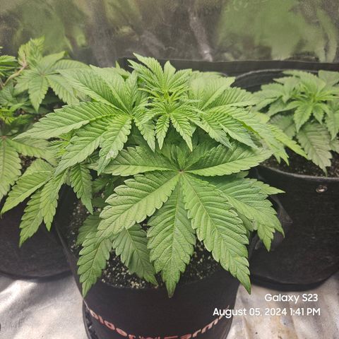 Loonatixz Testers  Cherry Kola growlog timeline photo
