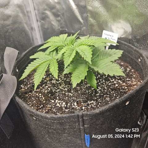 Loonatixz Testers #2 MN MILF growlog timeline photo