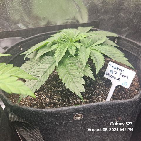 Loonatixz Testers #2 MN MILF growlog timeline photo