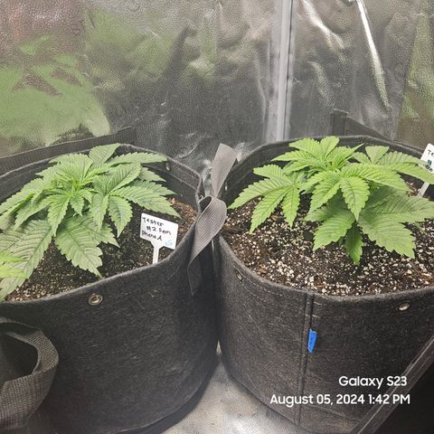 Loonatixz Testers #2 MN MILF growlog timeline photo