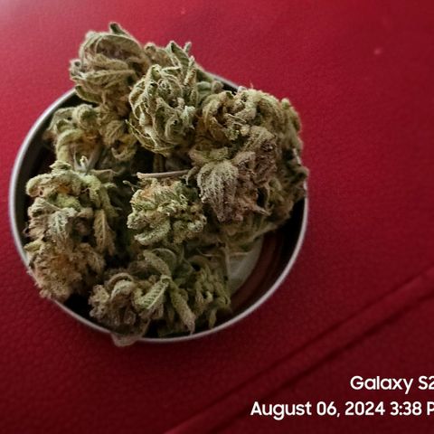 Seedsman Seeds Tangerine Snow F1 Fast growlog timeline photo