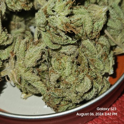 Seedsman Seeds Tangerine Snow F1 Fast growlog timeline photo