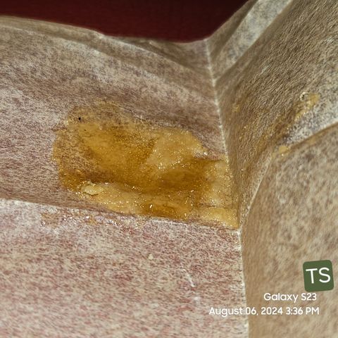 Seedsman Seeds Tangerine Snow F1 Fast growlog timeline photo