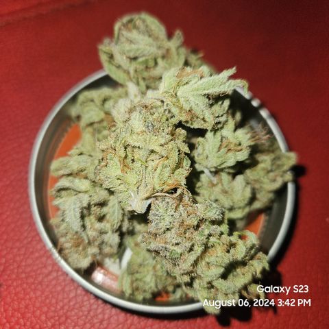 Seedsman Seeds Tangerine Snow F1 Fast growlog timeline photo