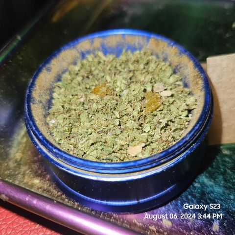 Seedsman Seeds Tangerine Snow F1 Fast growlog timeline photo