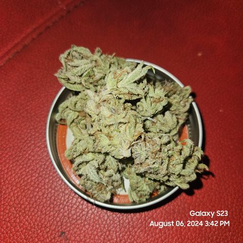 Seedsman Seeds Tangerine Snow F1 Fast growlog timeline photo