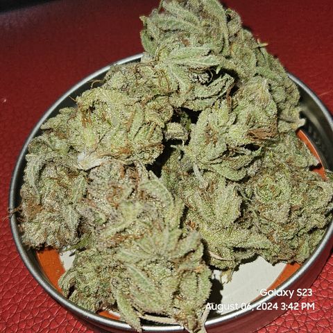Seedsman Seeds Tangerine Snow F1 Fast growlog timeline photo