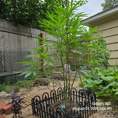 Purple Ghost Candy 1 clone and a 3 gallon tall growlog timeline photo
