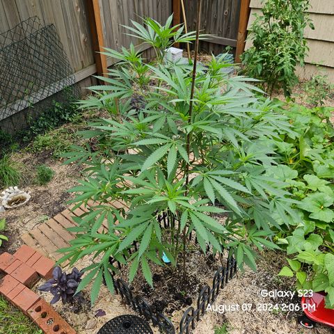 Purple Ghost Candy 1 clone and a 3 gallon tall growlog timeline photo