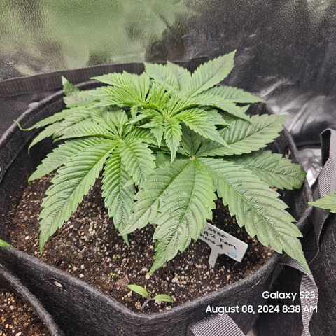Loonatixz Testers #2 MN MILF growlog timeline photo