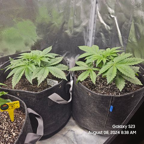 Loonatixz Testers #2 MN MILF growlog timeline photo