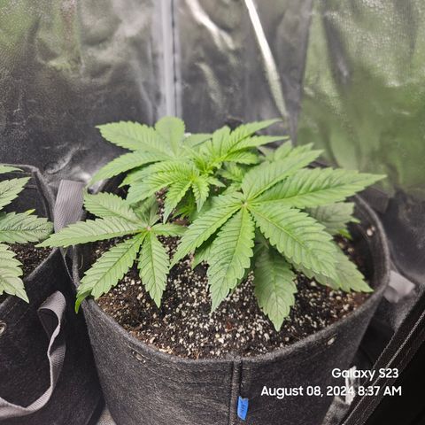 Loonatixz Testers #2 MN MILF growlog timeline photo