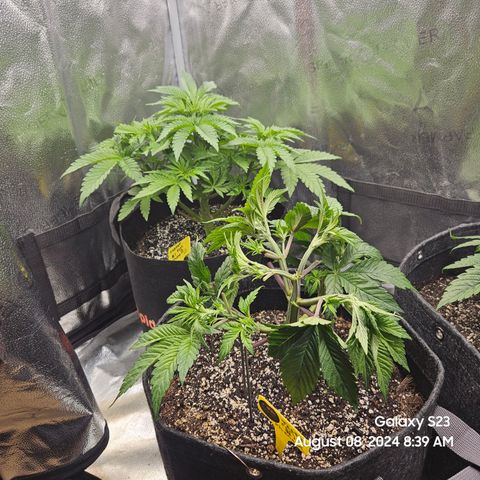 Loonatixz Testers  Cherry Kola growlog timeline photo