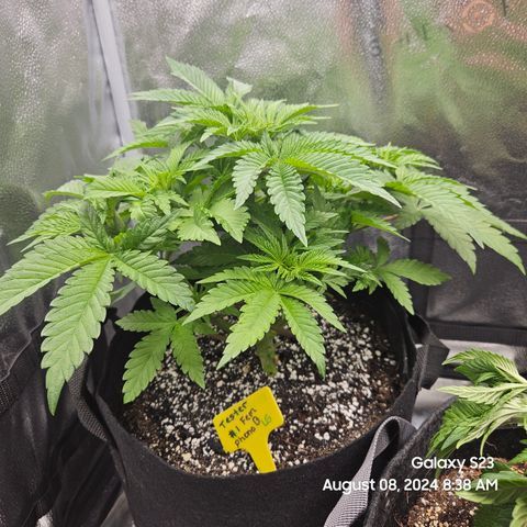 Loonatixz Testers  Cherry Kola growlog timeline photo