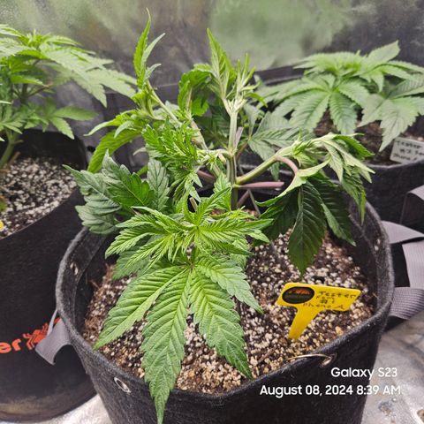Loonatixz Testers  Cherry Kola growlog timeline photo