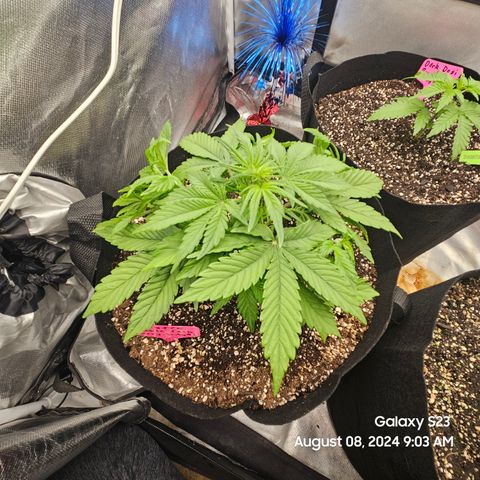Double Berry Jack Autos x2 growlog timeline photo