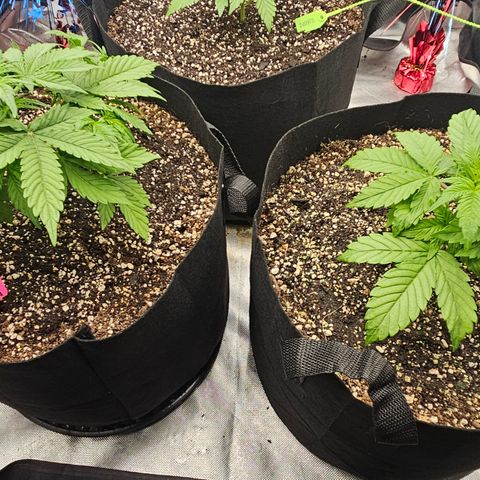 Double Berry Jack Autos x2 growlog timeline photo