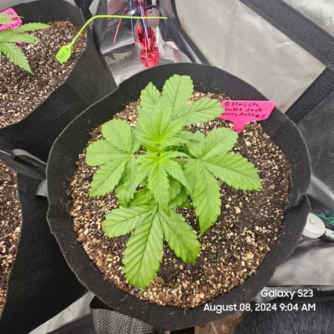 Double Berry Jack Autos x2 growlog timeline photo