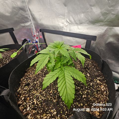 Double Berry Jack Autos x2 growlog timeline photo