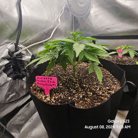 Double Berry Jack Autos x2 growlog timeline photo