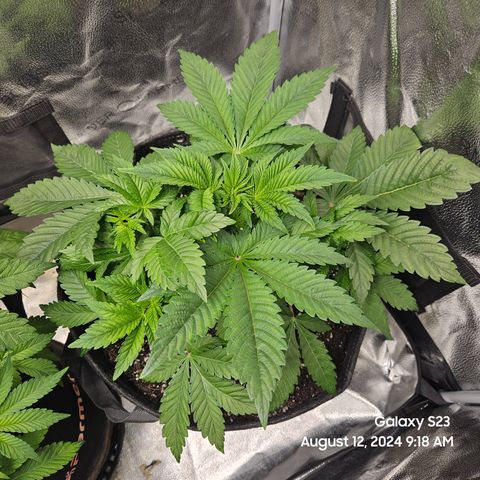 Loonatixz Testers #2 MN MILF growlog timeline photo