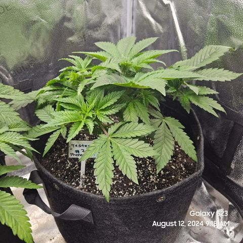 Loonatixz Testers #2 MN MILF growlog timeline photo