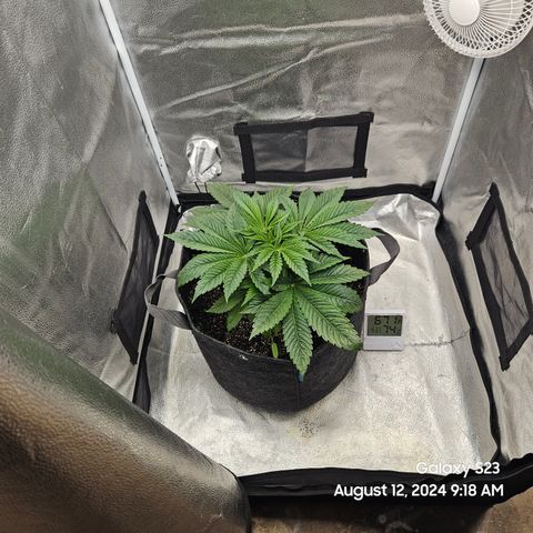 Loonatixz Testers #2 MN MILF growlog timeline photo