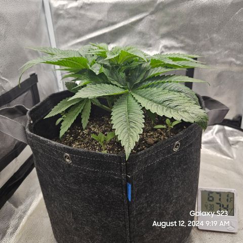 Loonatixz Testers #2 MN MILF growlog timeline photo