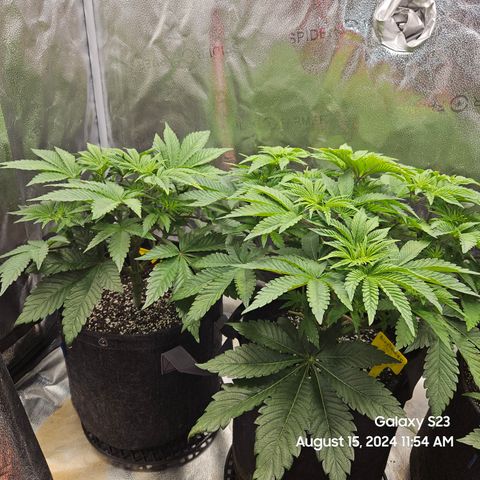 Loonatixz Testers  Cherry Kola growlog timeline photo