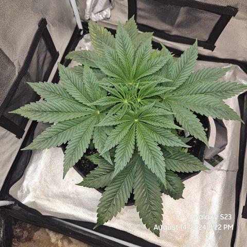 Loonatixz Testers #2 MN MILF growlog timeline photo