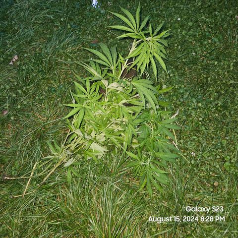 Purple Ghost Candy 1 clone and a 3 gallon tall growlog timeline photo