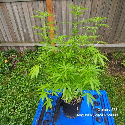 Purple Ghost Candy 1 clone and a 3 gallon tall growlog timeline photo