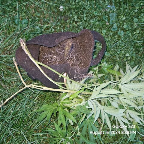 Purple Ghost Candy 1 clone and a 3 gallon tall growlog timeline photo