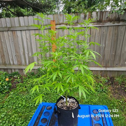 Purple Ghost Candy 1 clone and a 3 gallon tall growlog timeline photo